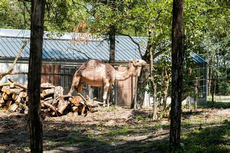 De Zoo van Zwartberg in Genk komt tot leven in。